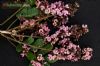 Andira legalis / angelim-da-praia